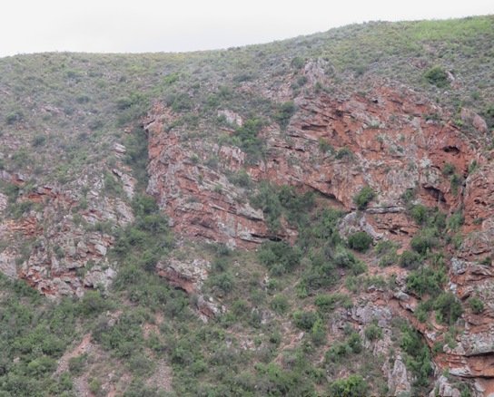 Steep slope vegetation